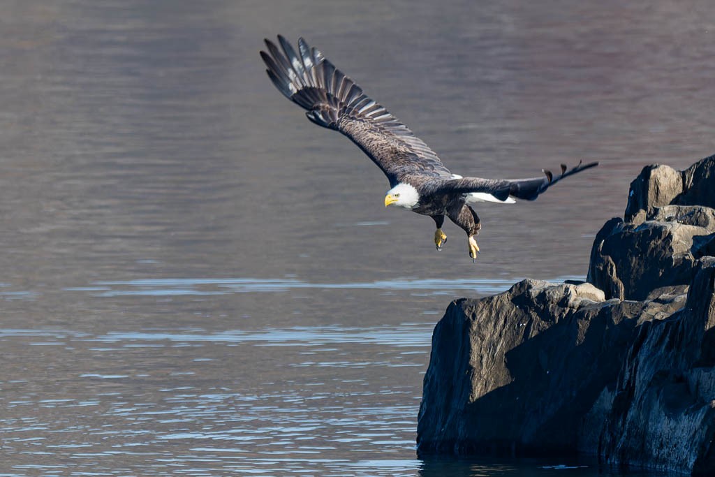 Bald Eagle - ML645992175