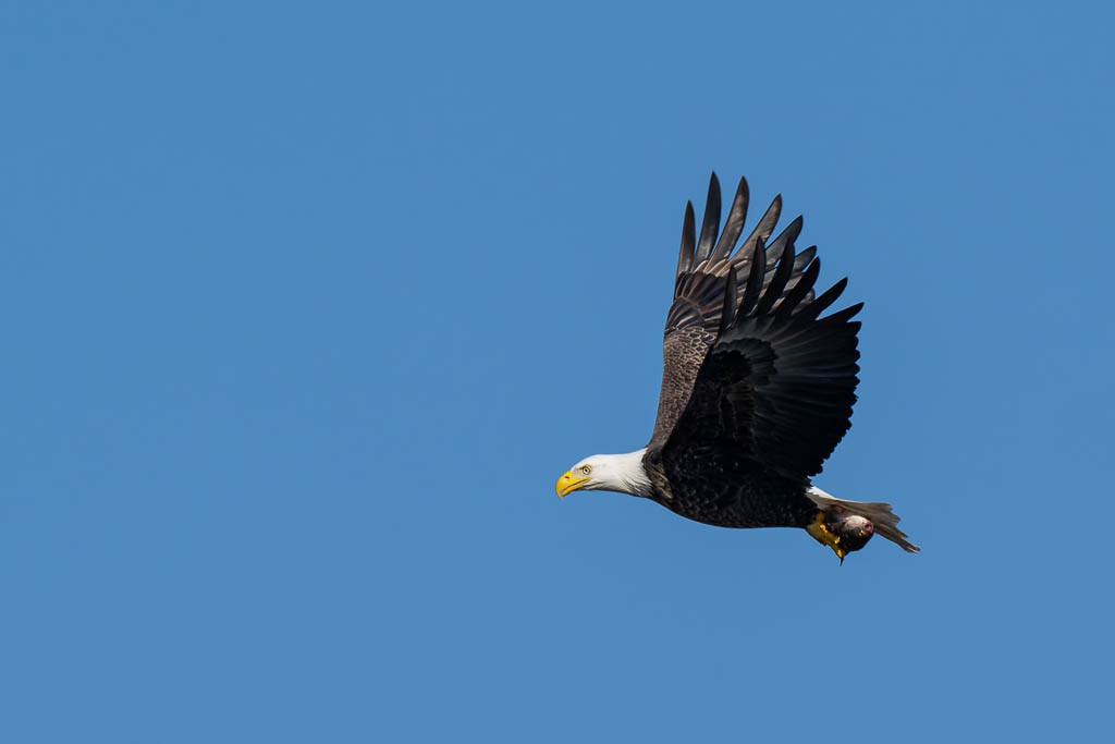Bald Eagle - ML645992176