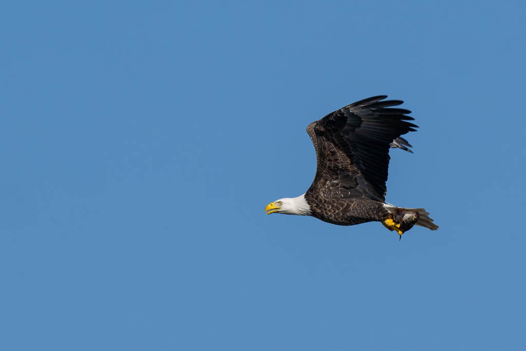 Bald Eagle - ML645992177