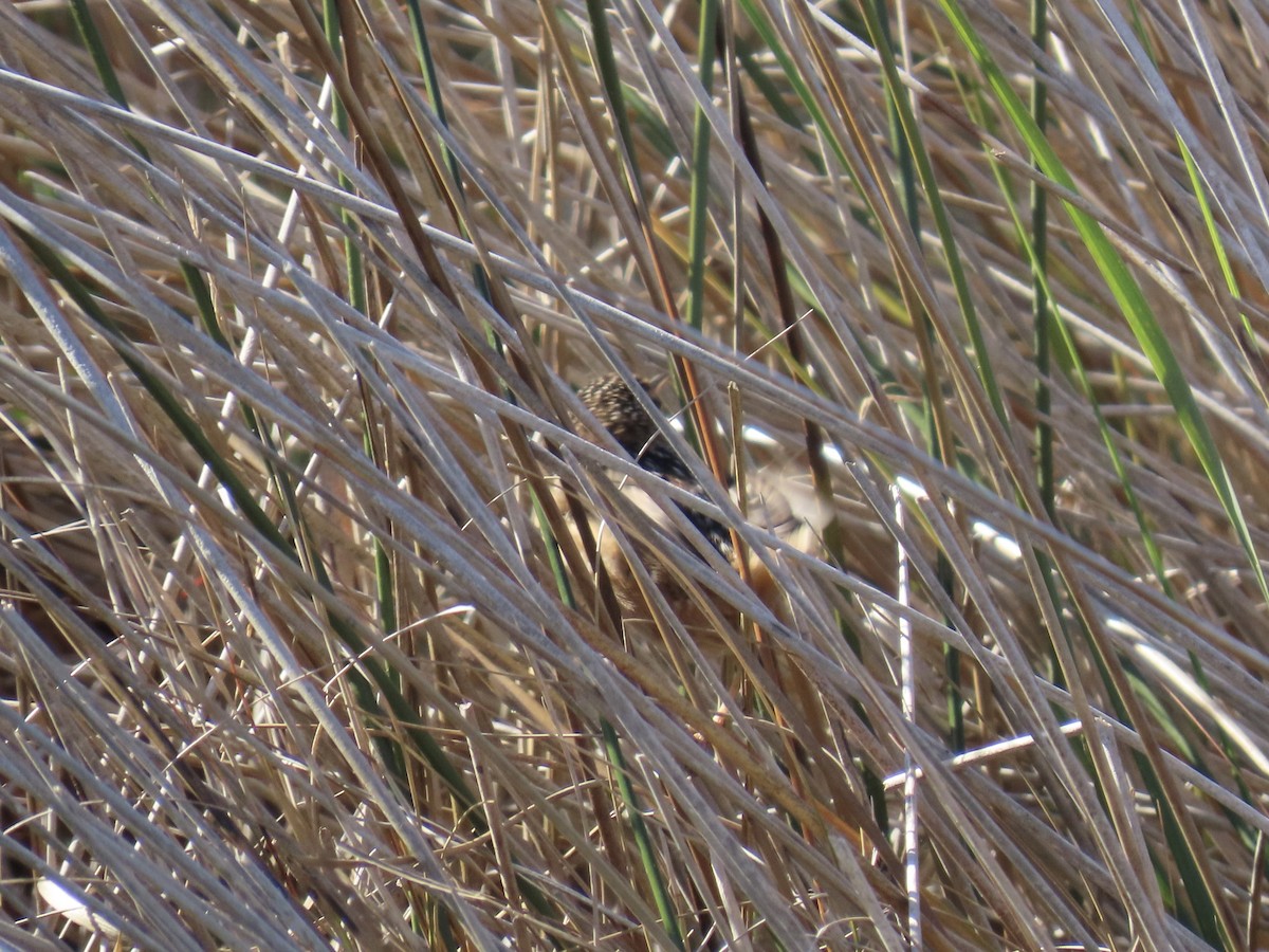 Sedge Wren - ML645992178