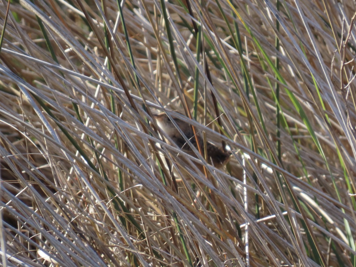 Sedge Wren - ML645992179