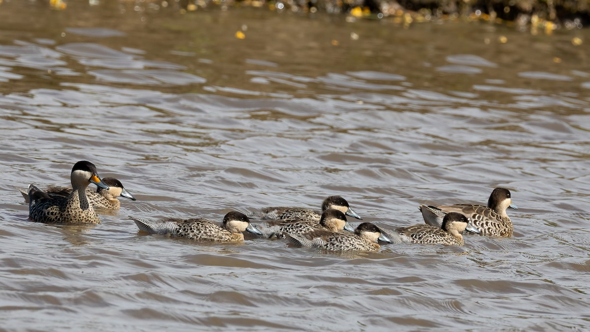 Silver Teal - ML645992180