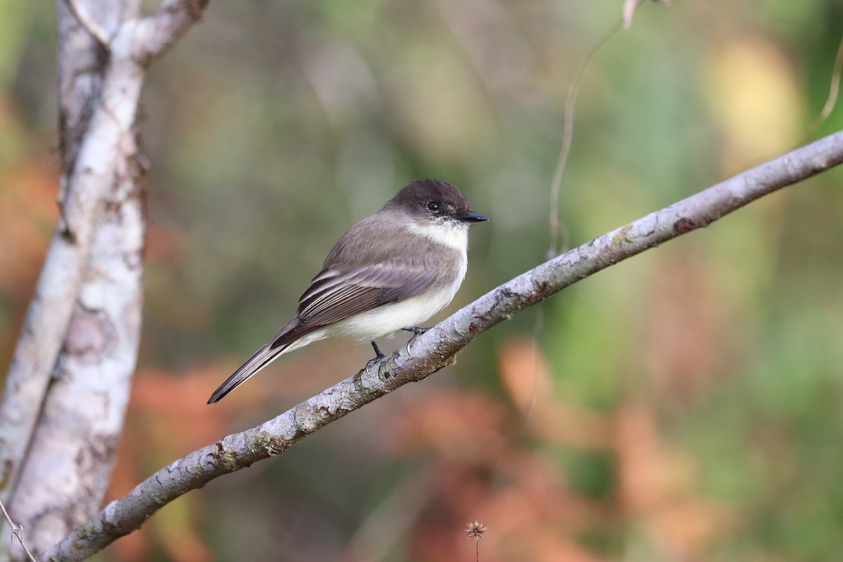 Eastern Phoebe - ML645992184