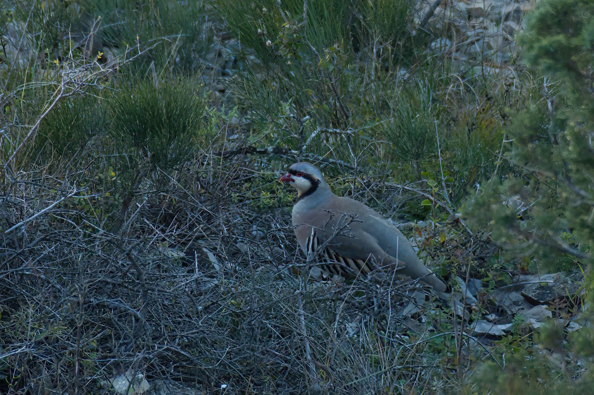 Chukar - ML645992191