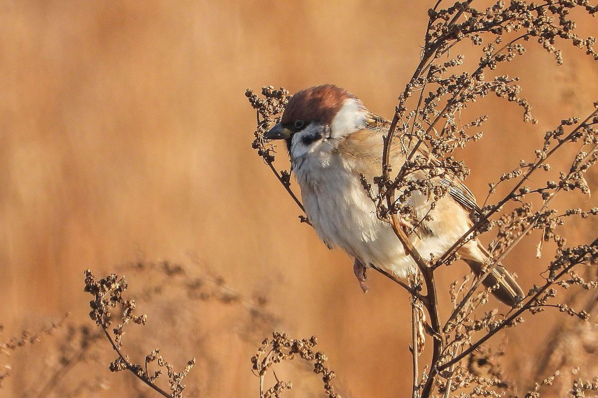 Ağaç Serçesi - ML645992192