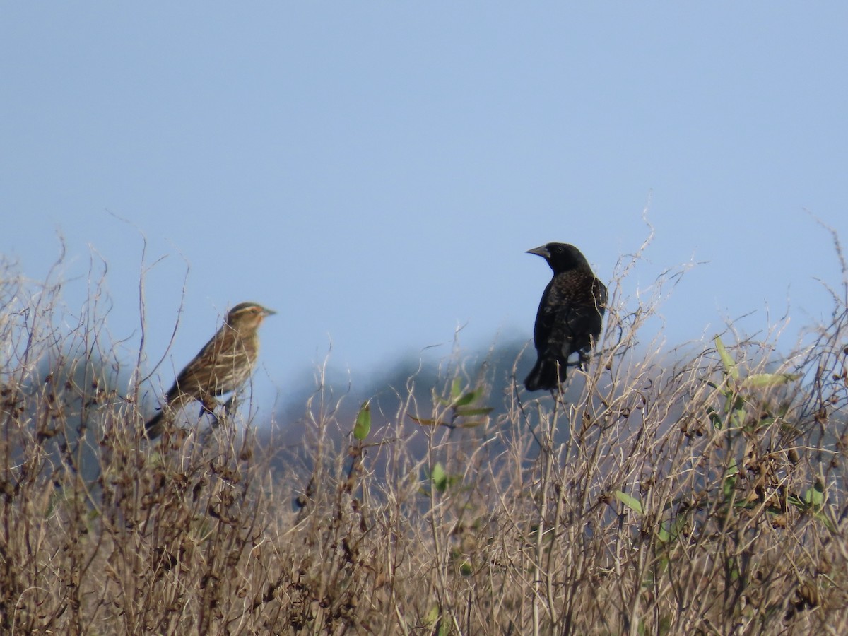 Red-winged Blackbird - ML645992194