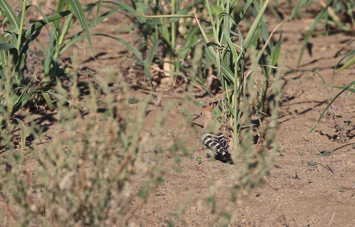 Common Hoopoe - ML645992195