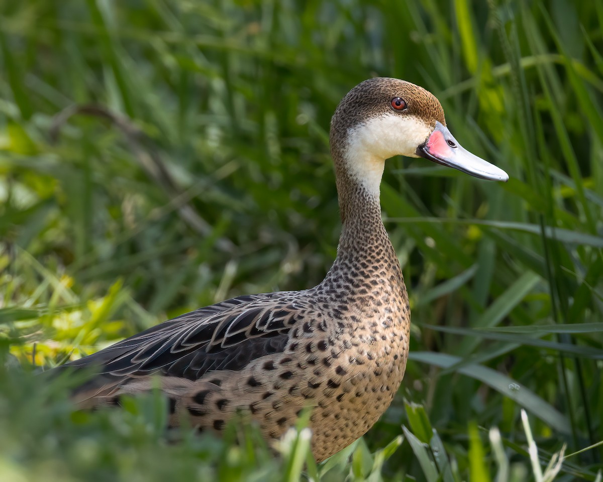 White-cheeked Pintail - ML645992196