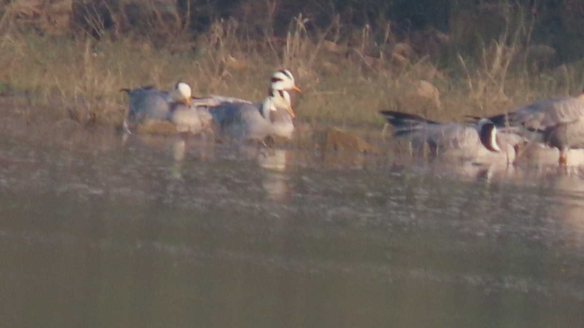 Bar-headed Goose - ML645992198