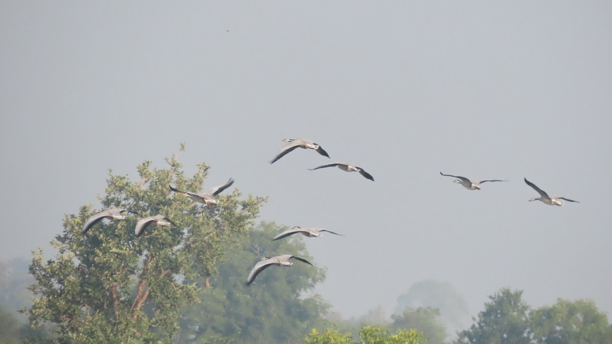 Гуска гірська - ML645992199