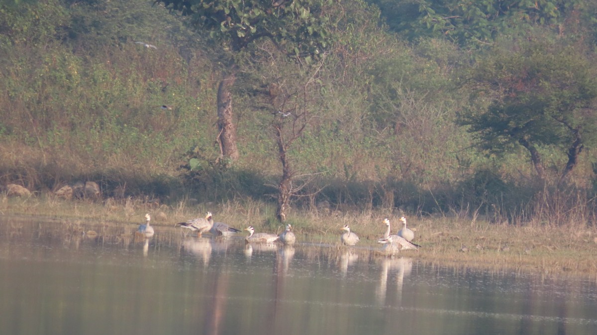 Bar-headed Goose - ML645992200