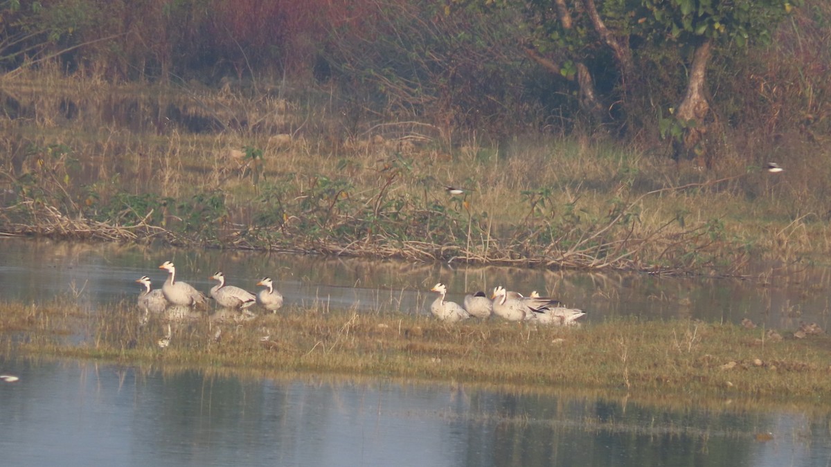 Bar-headed Goose - ML645992201