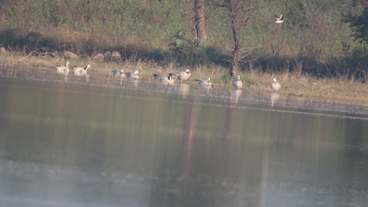 Bar-headed Goose - ML645992202