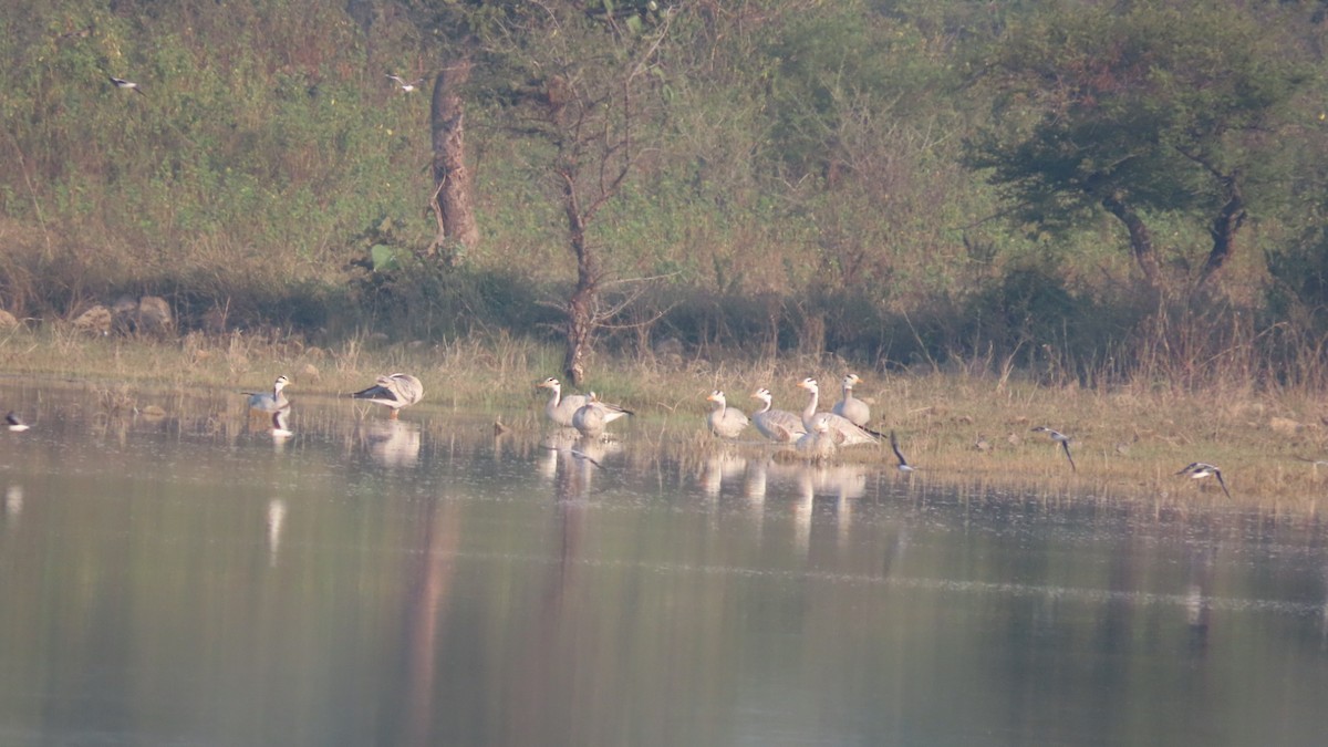 Bar-headed Goose - ML645992203