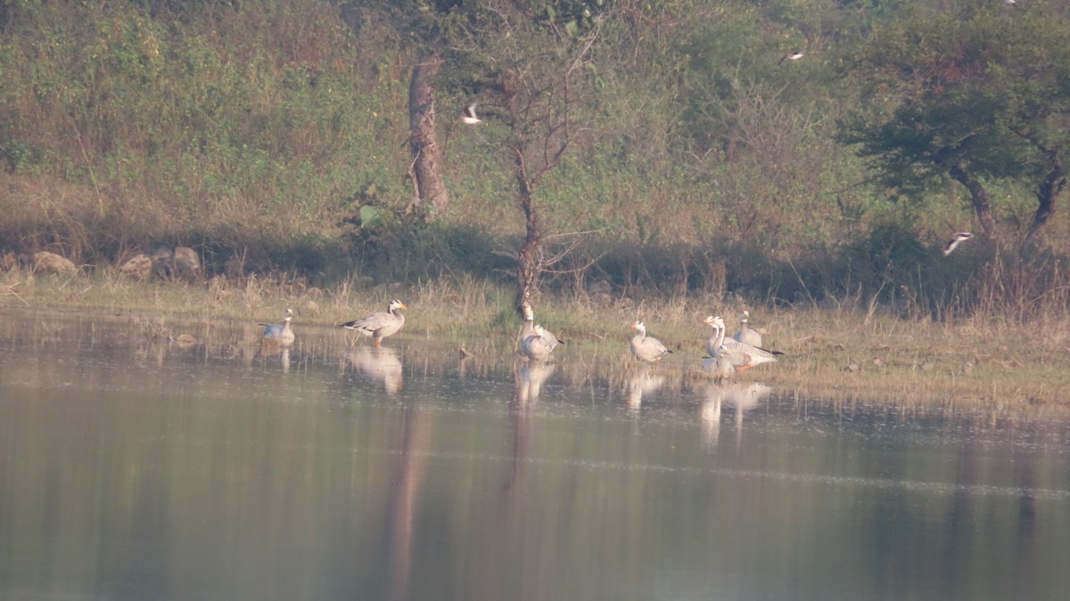 Bar-headed Goose - ML645992204