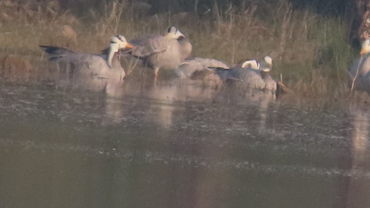 Bar-headed Goose - ML645992205