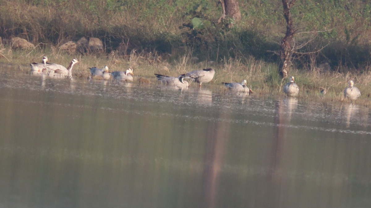Bar-headed Goose - ML645992206