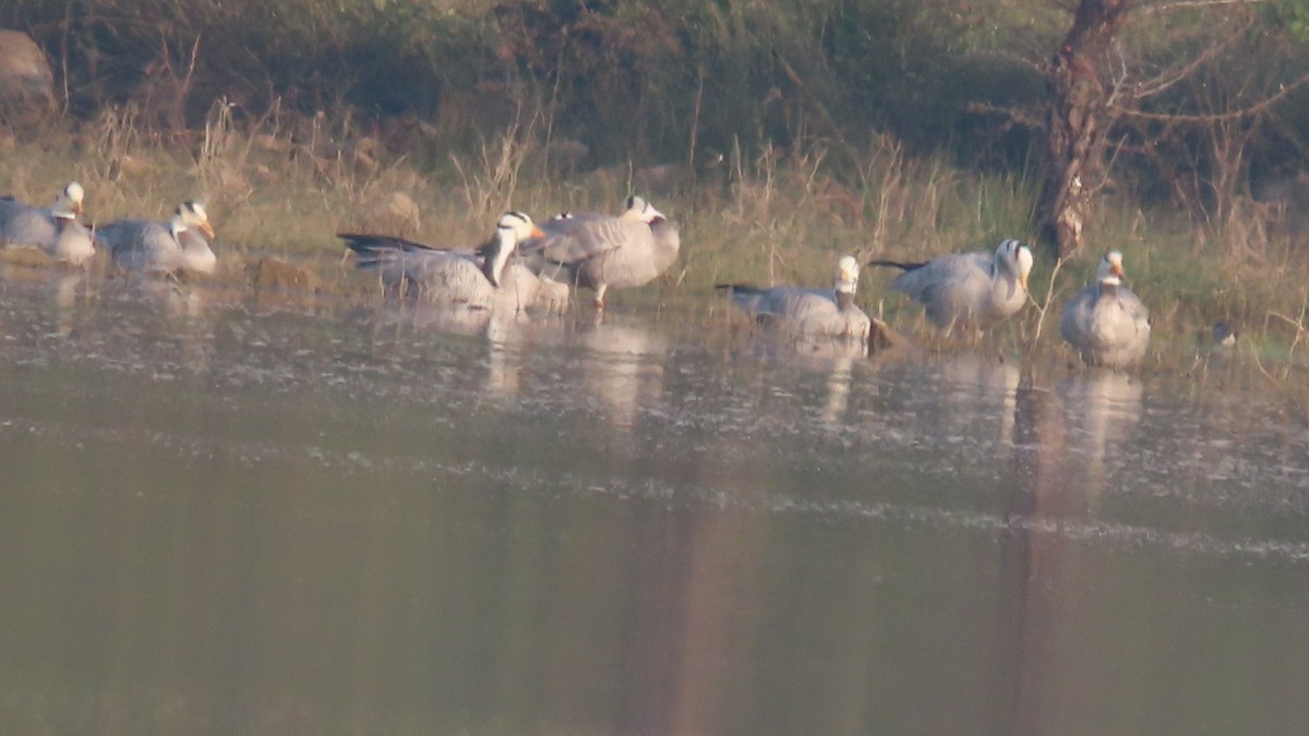 Bar-headed Goose - ML645992207