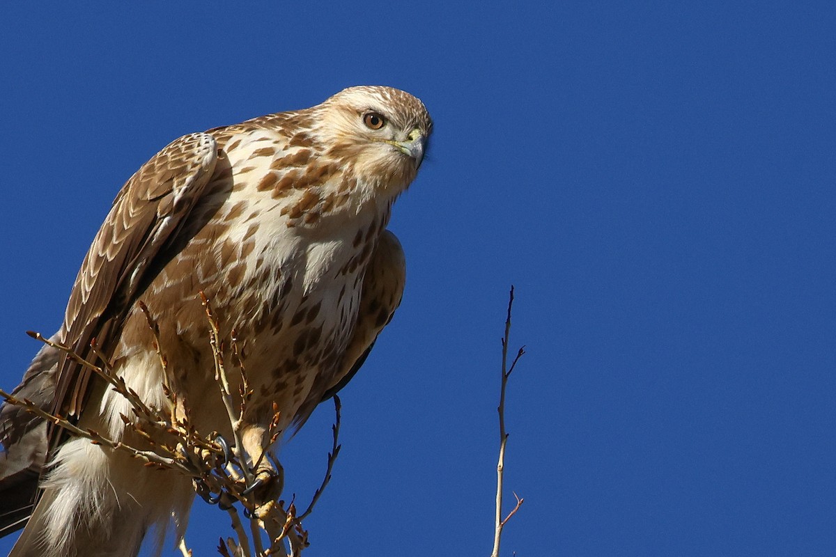 Himalayan Buzzard - ML645992208