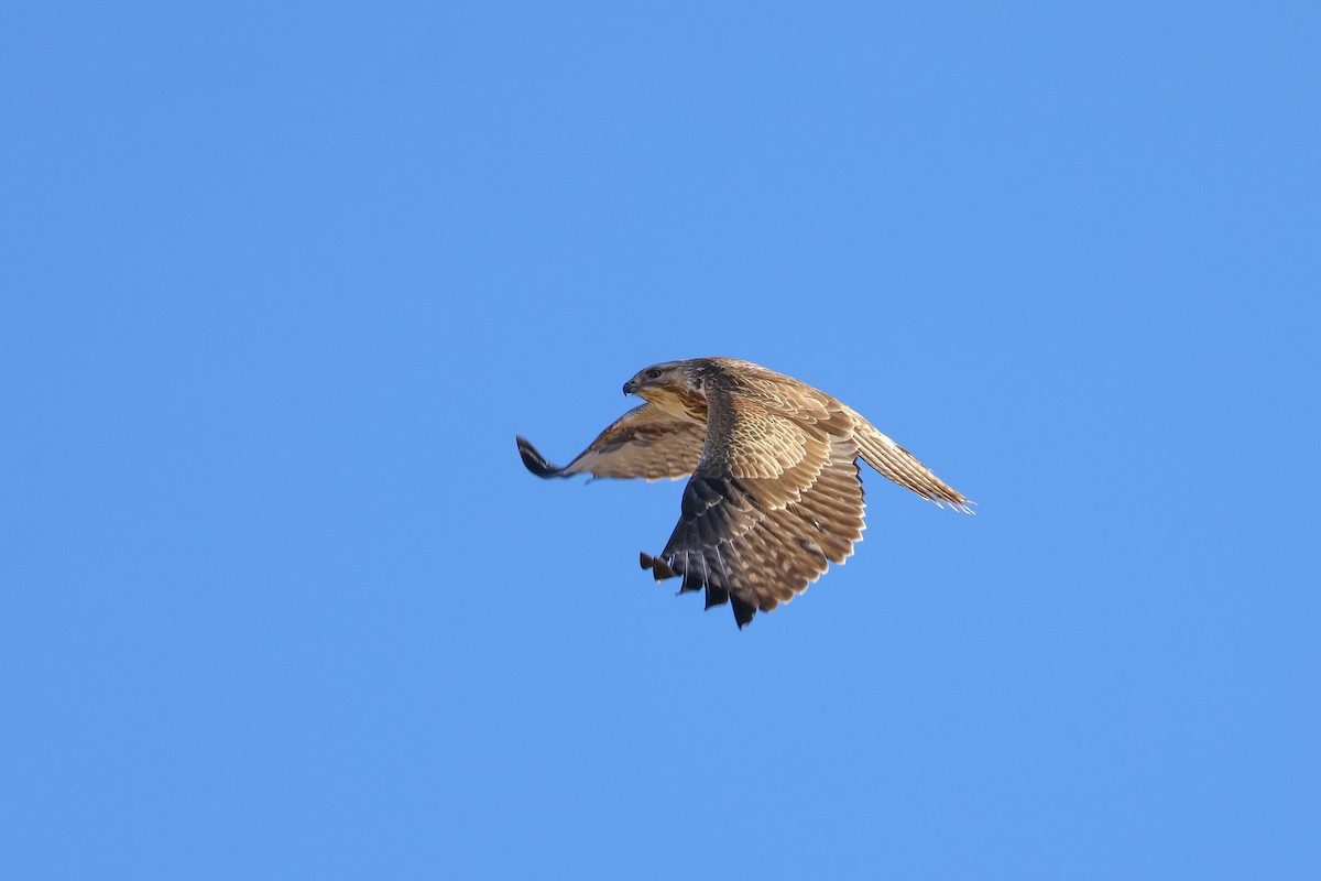 Himalayan Buzzard - ML645992213