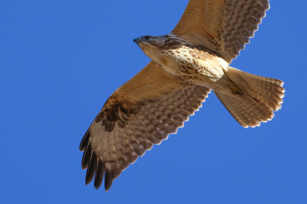 Himalayan Buzzard - ML645992214