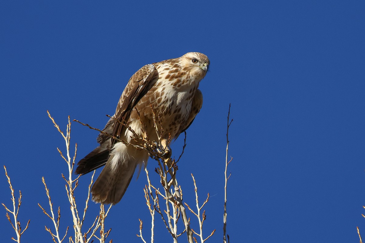 Himalayan Buzzard - ML645992215