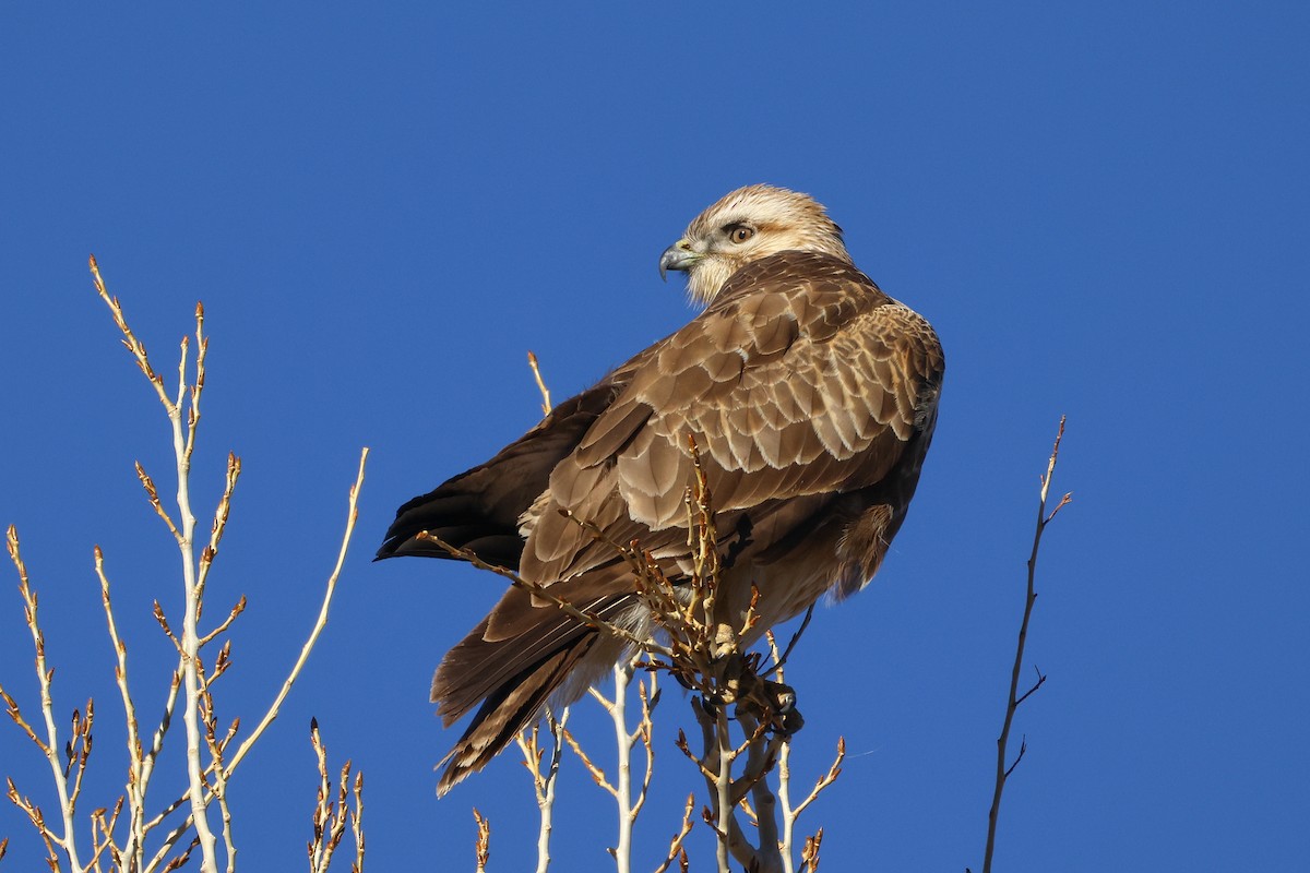 Himalayan Buzzard - ML645992216