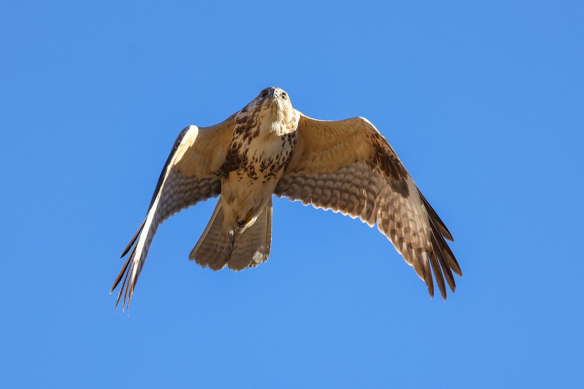 Himalayan Buzzard - ML645992218