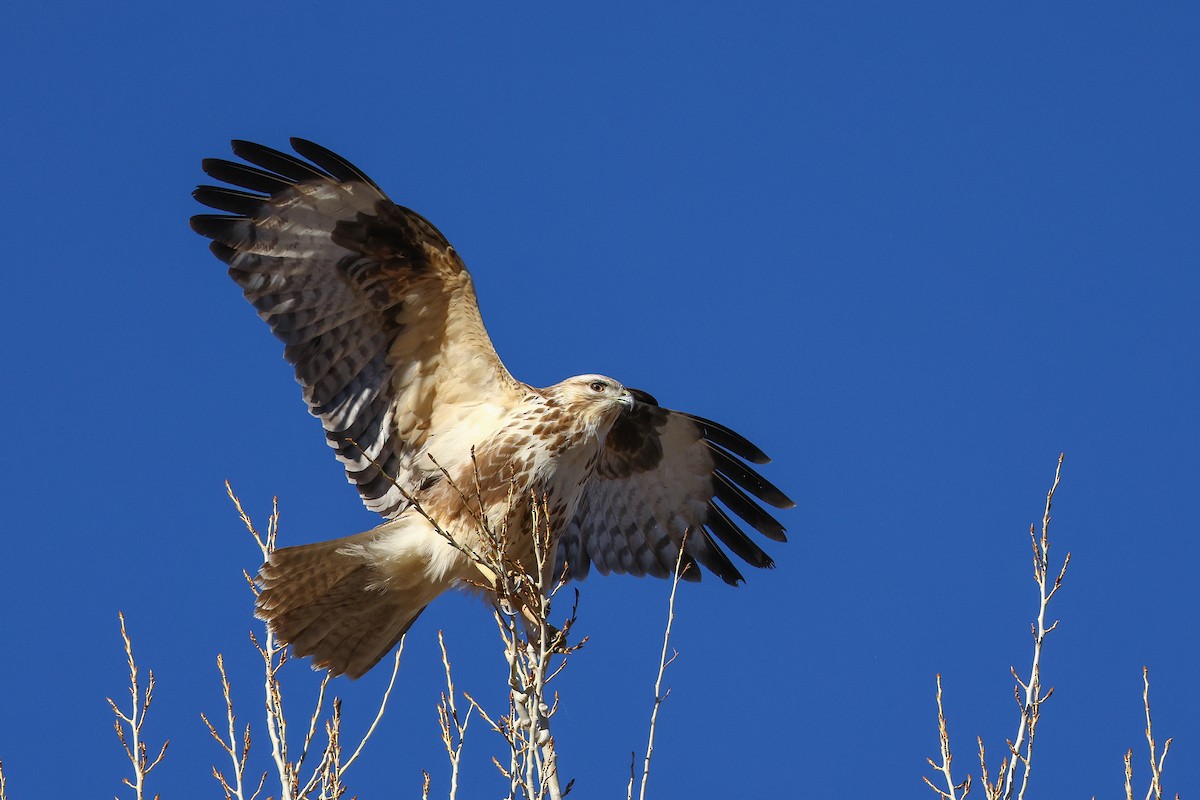 Himalayan Buzzard - ML645992219