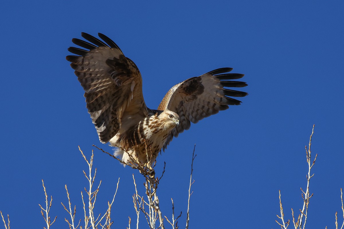 Himalayan Buzzard - ML645992220