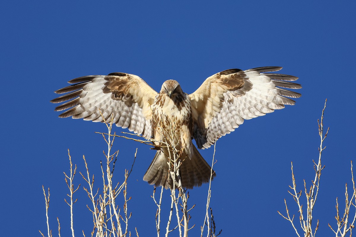 Himalayan Buzzard - ML645992221