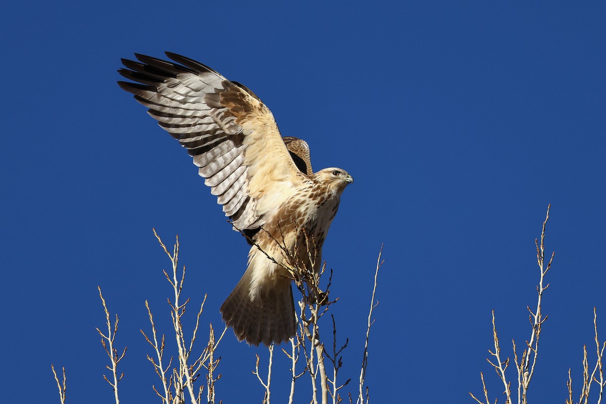 Himalayan Buzzard - ML645992223