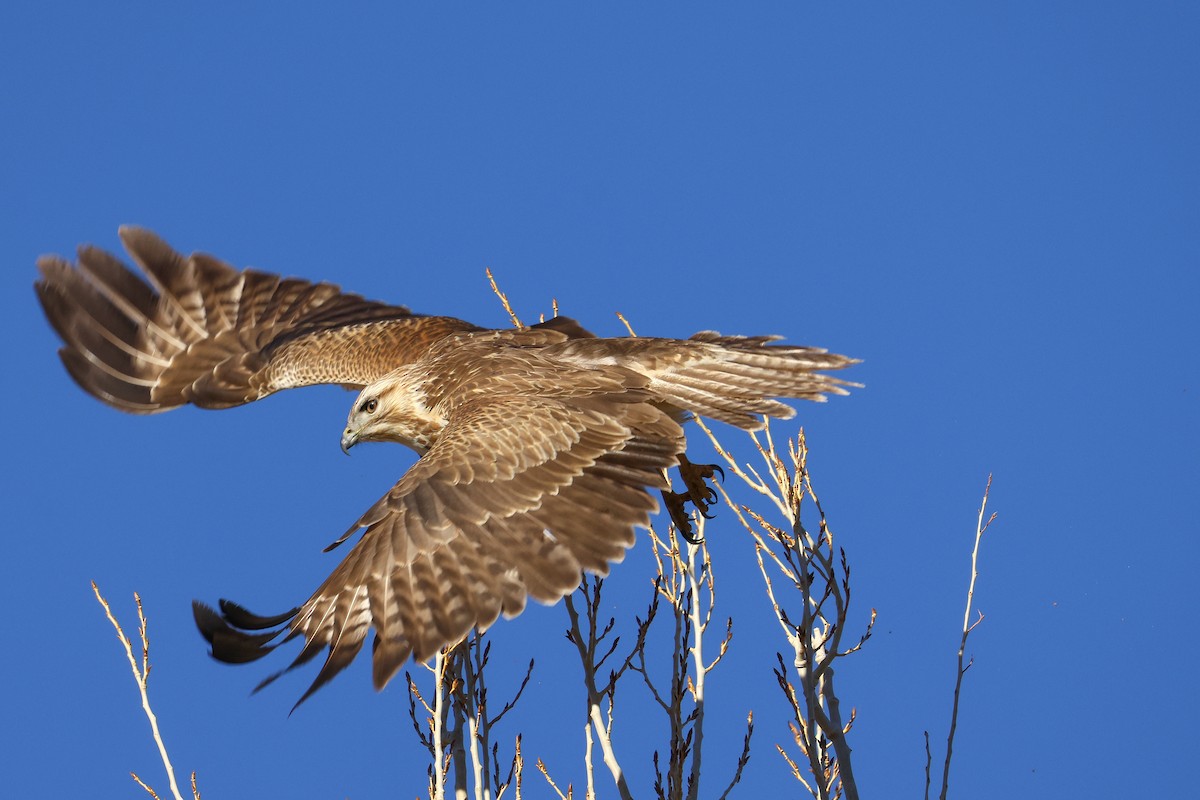 Himalayan Buzzard - ML645992224