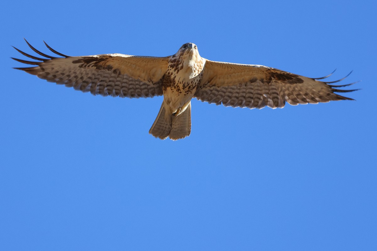 Himalayan Buzzard - ML645992225
