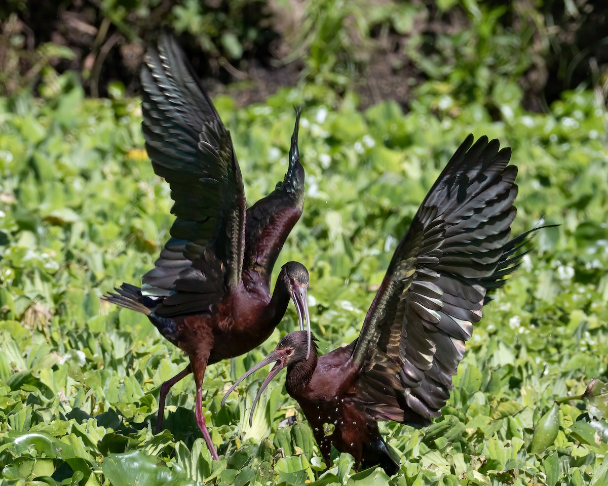 White-faced Ibis - ML645992229