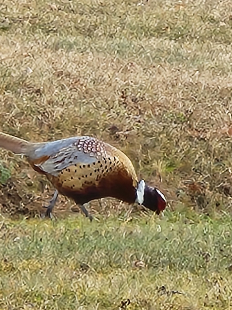 Ring-necked Pheasant - ML645992231