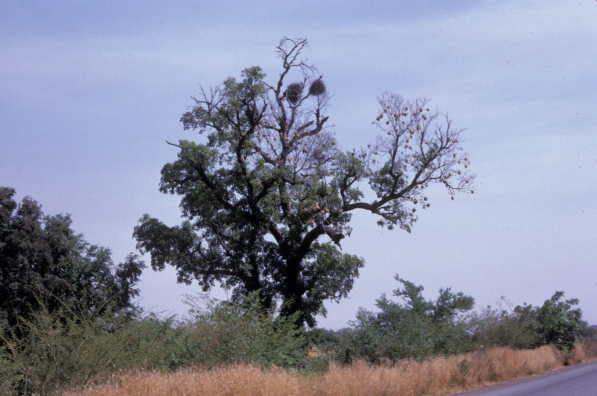 White-billed Buffalo-Weaver - ML645992233