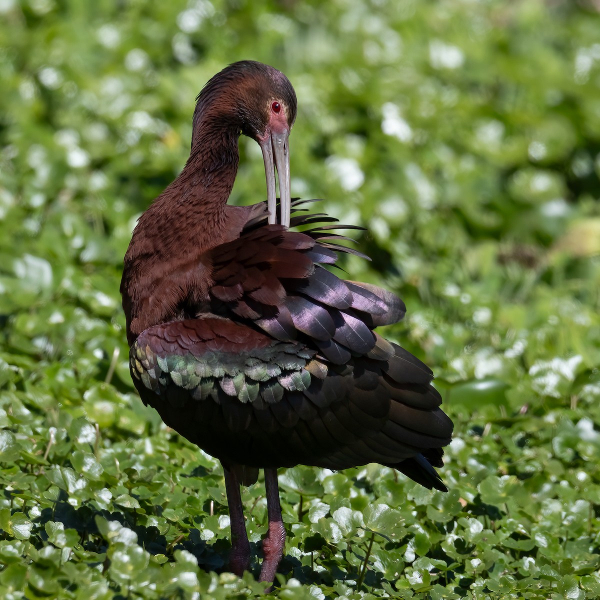 White-faced Ibis - ML645992234