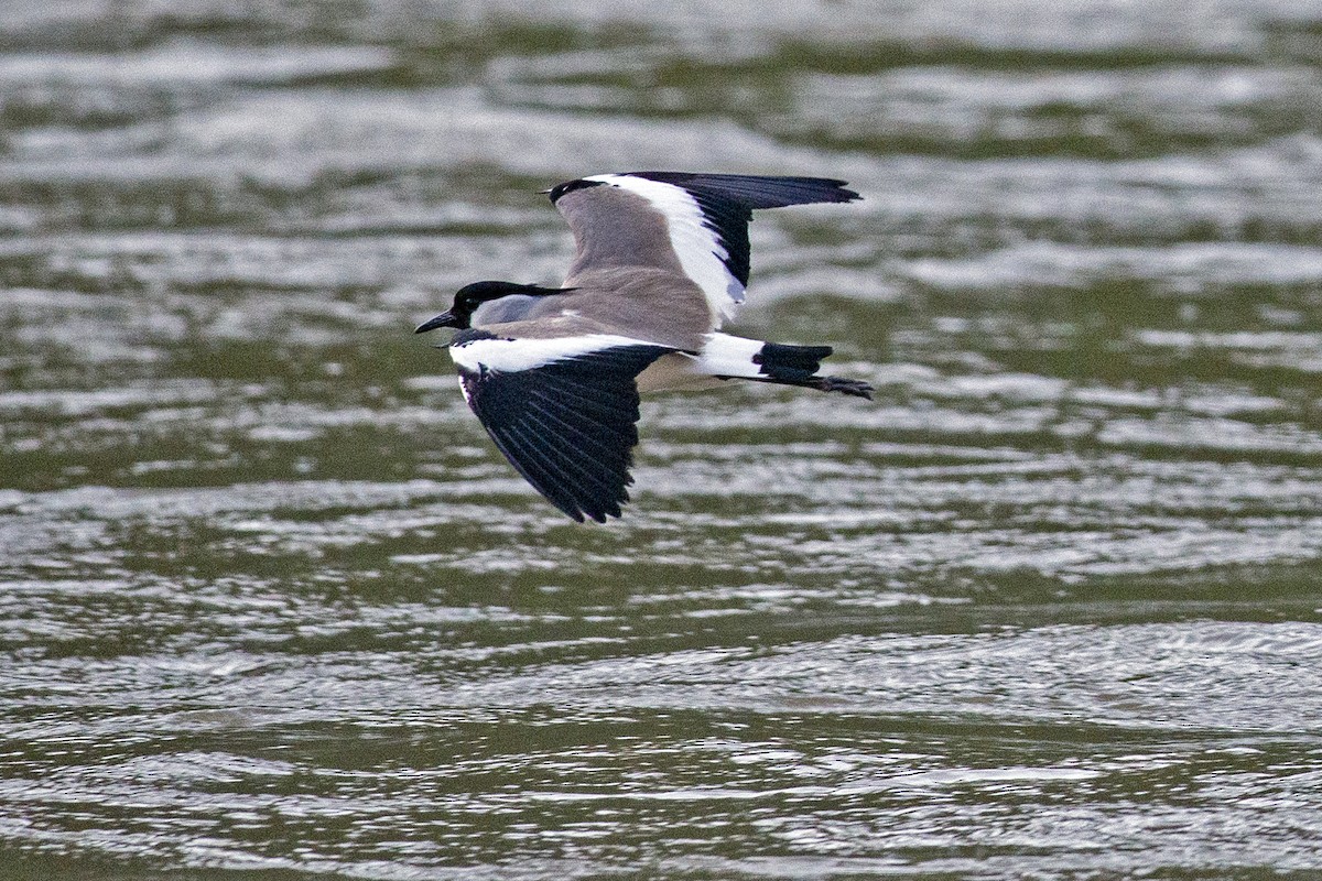 River Lapwing - ML645992235