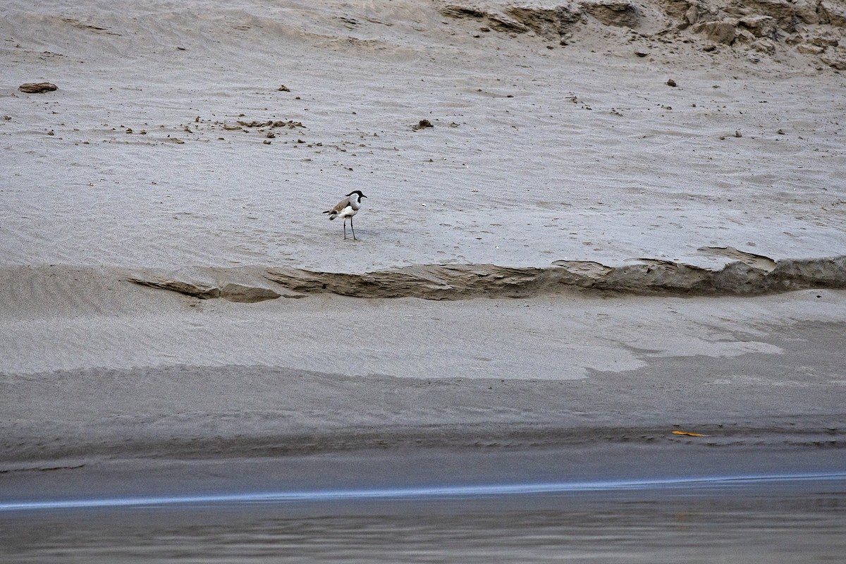 River Lapwing - ML645992236