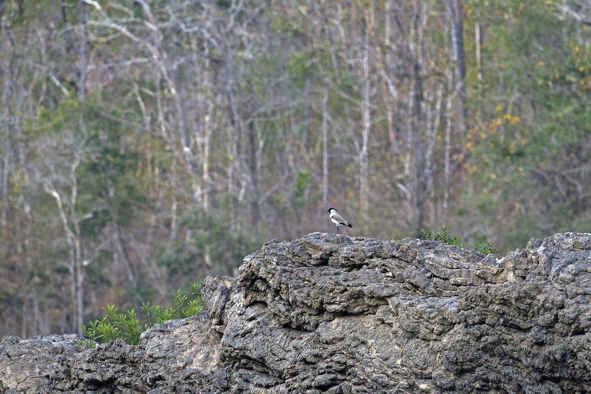 River Lapwing - ML645992237