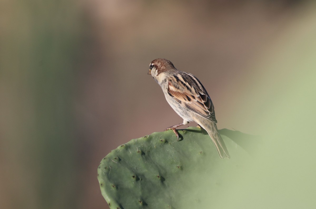 Italian Sparrow - ML645992238