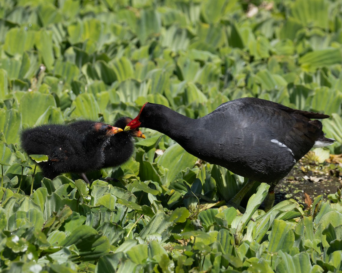 moorhen/coot/gallinule sp. - ML645992240
