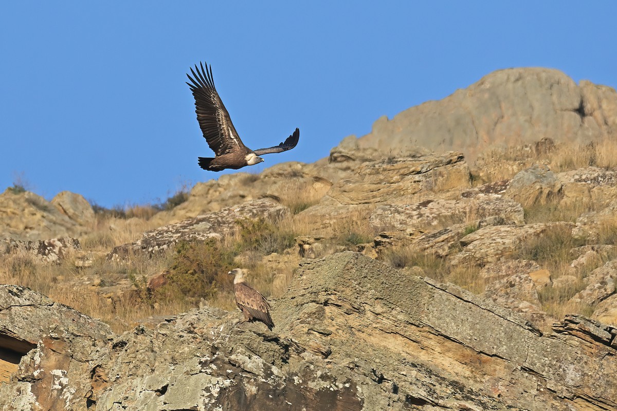 Eurasian Griffon - ML645992244