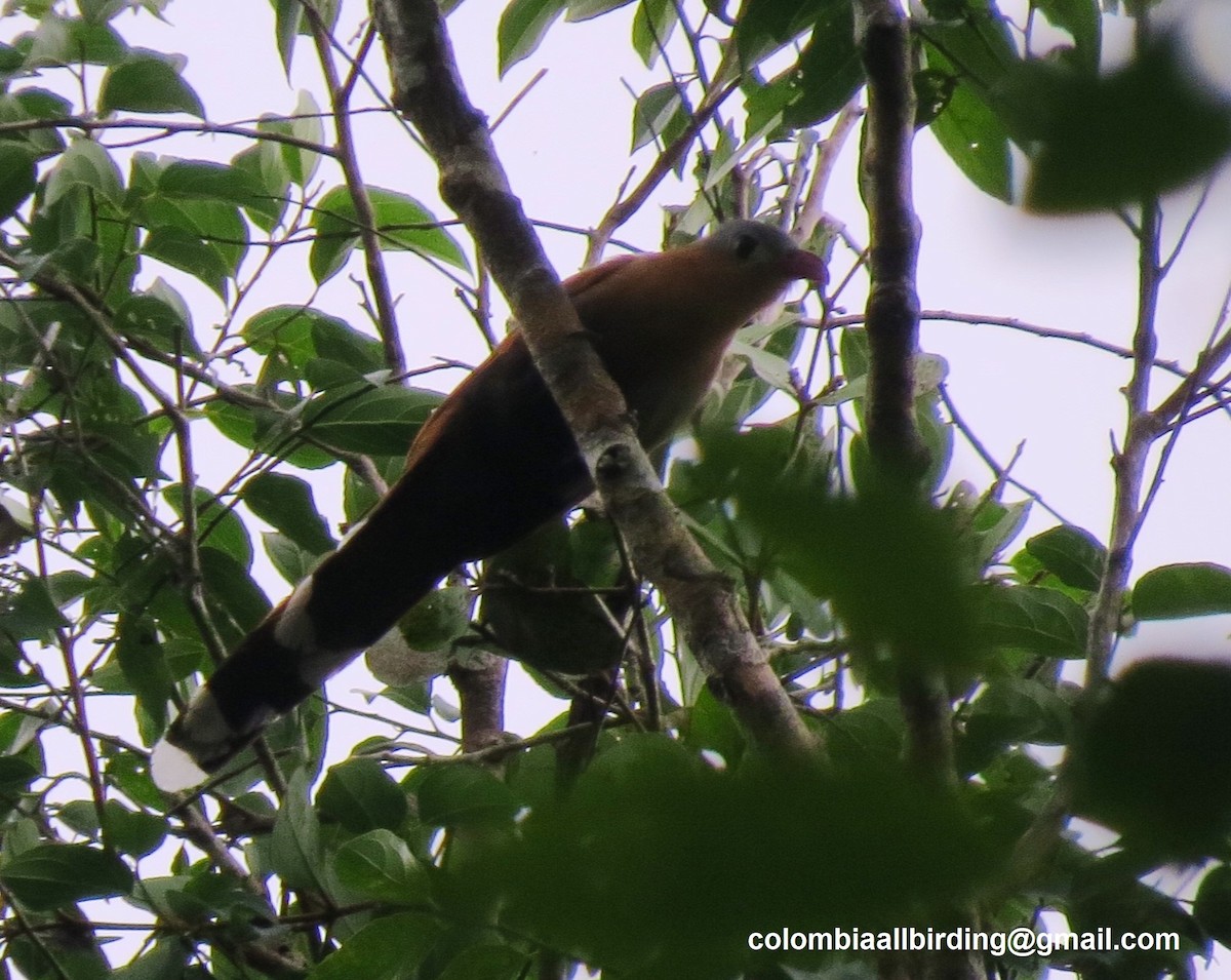 Black-bellied Cuckoo - ML645992246