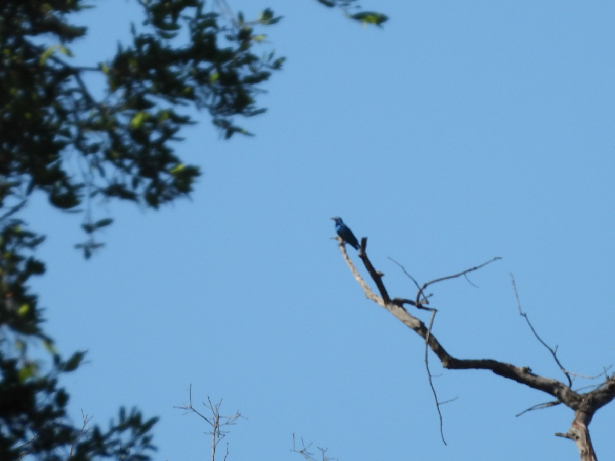 Greater Blue-eared Starling - ML645992253
