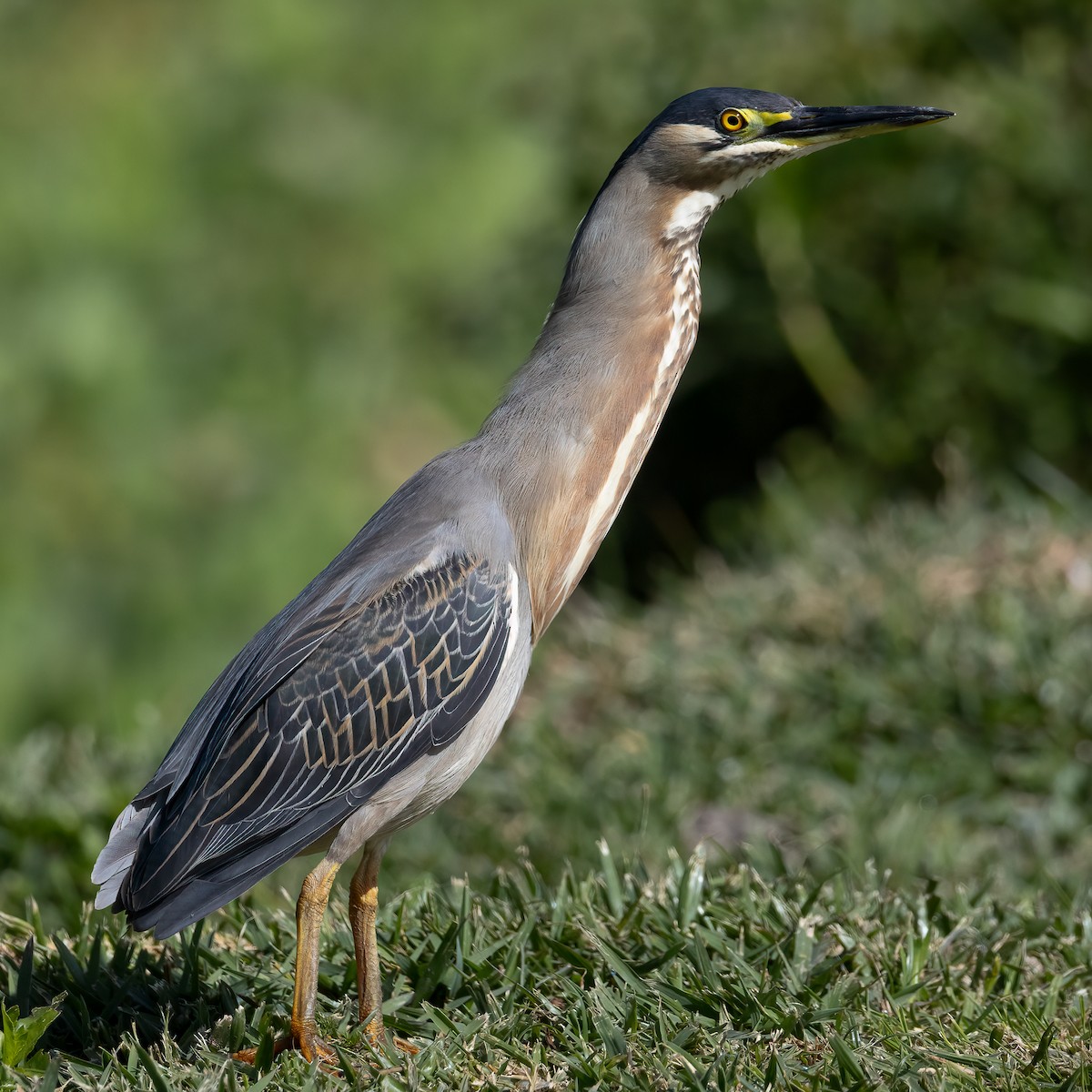 Striated Heron - ML645992257