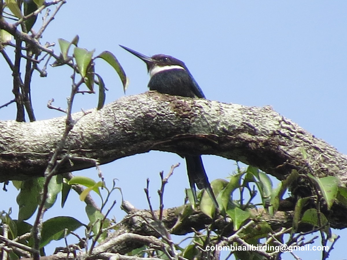 Paradise Jacamar - ML645992258