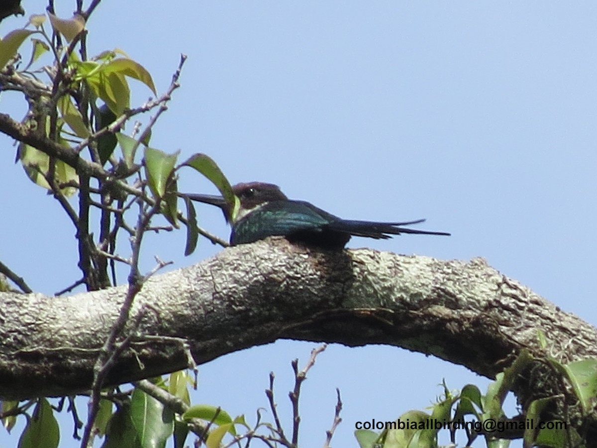 Paradise Jacamar - ML645992261