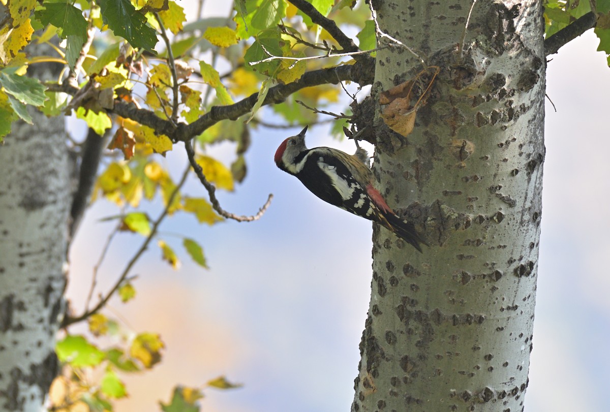 Middle Spotted Woodpecker - ML645992263